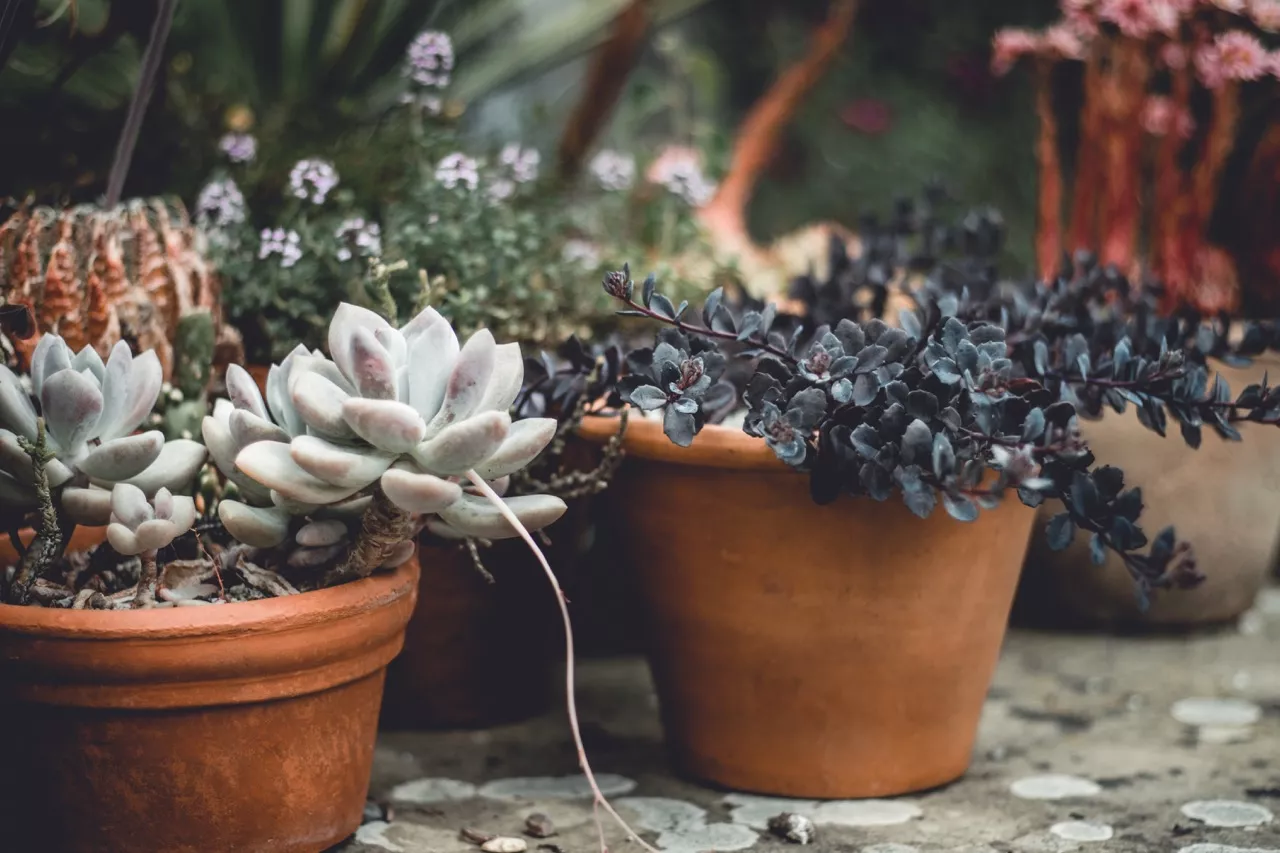 King Johns Nursery Garden