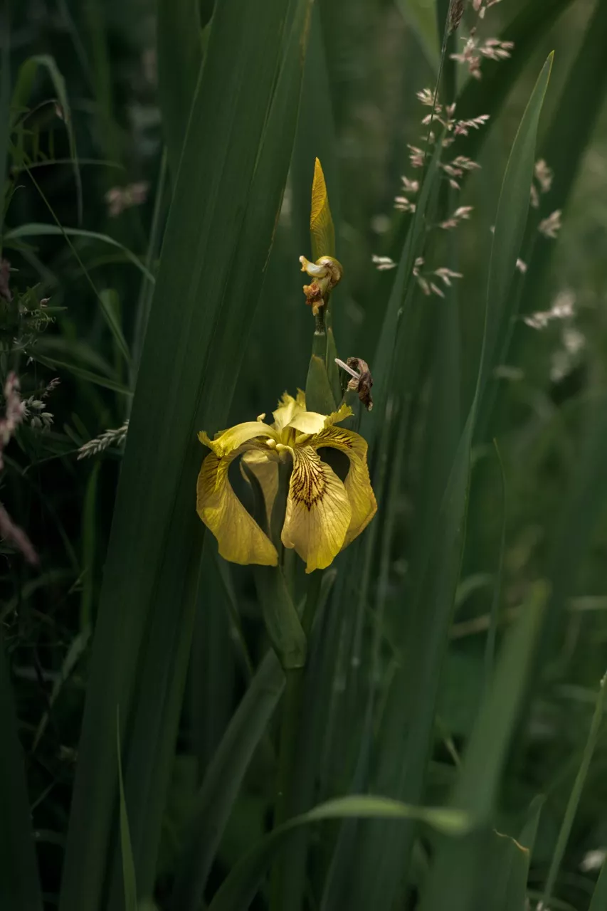 King Johns Nursery Garden