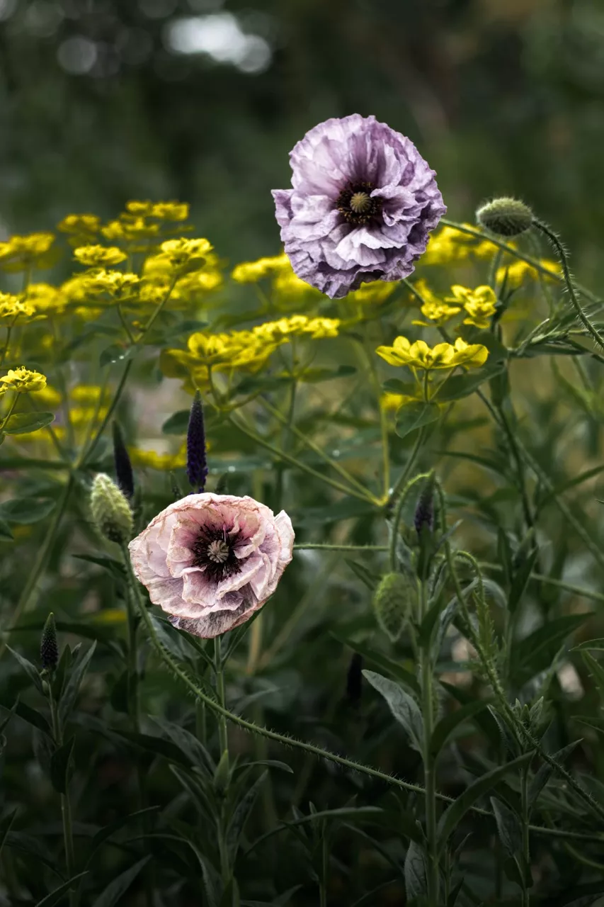 King Johns Nursery Garden