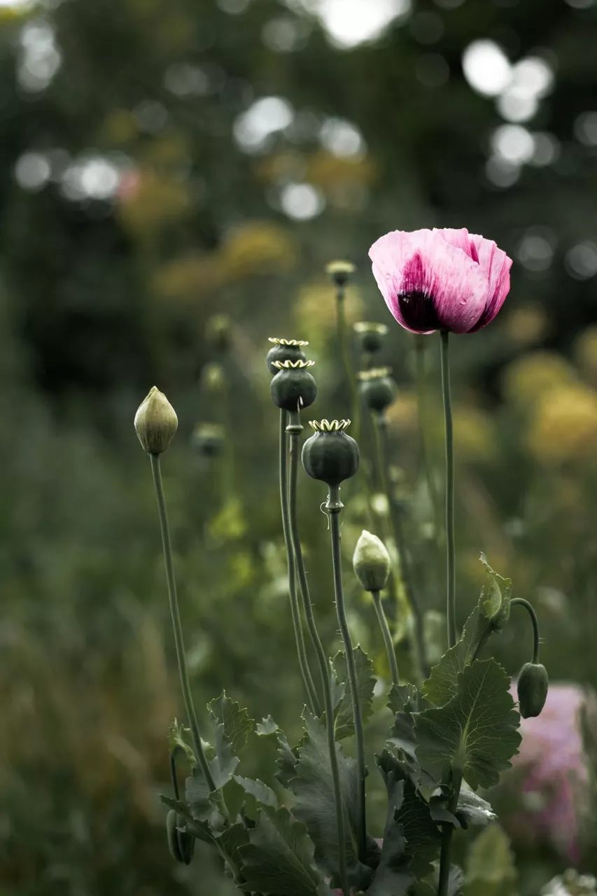 King Johns Nursery Garden