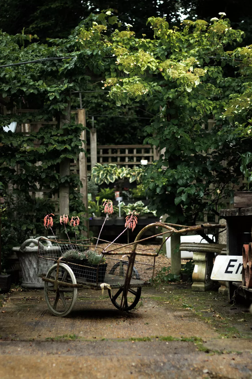 king johns nursery shop